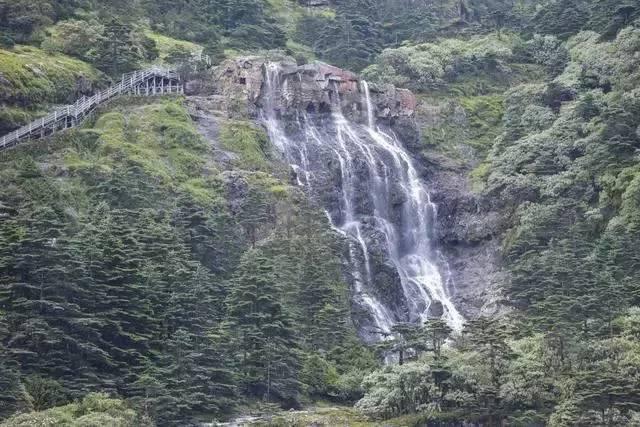 茂密丛林逃生